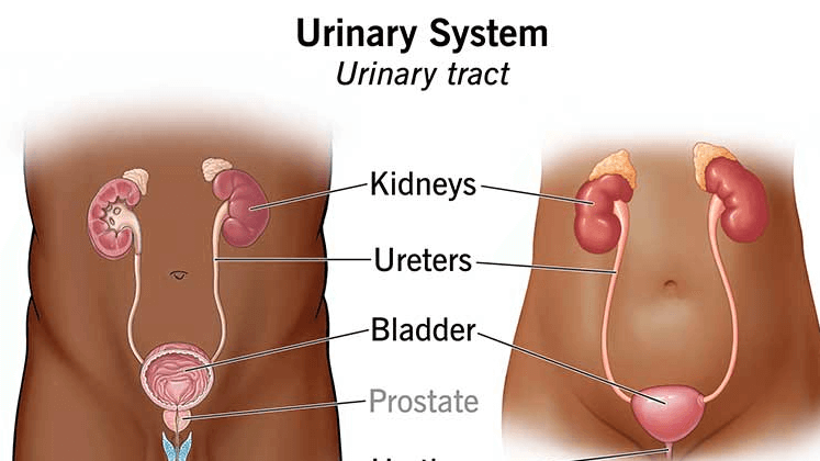 Urinary System