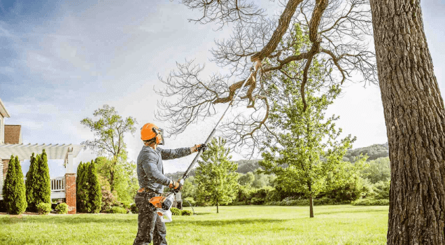 Tree Maintenance