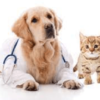 Evaluating the Value of Pet Insurance in Greece: Cost vs. Benefits Analysis