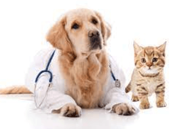 Evaluating the Value of Pet Insurance in Greece: Cost vs. Benefits Analysis
