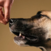 Proven Methods for Calming Aggressive Dogs