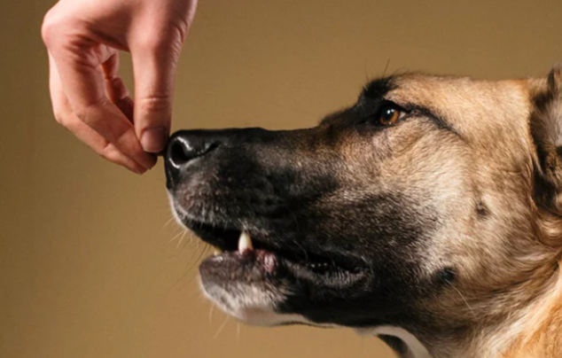 Proven Methods for Calming Aggressive Dogs