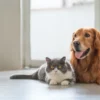 Specialized Care For Every Species: What Animal Hospitals Offer Beyond Dogs And Cats