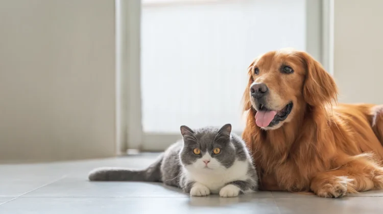 Specialized Care For Every Species: What Animal Hospitals Offer Beyond Dogs And Cats