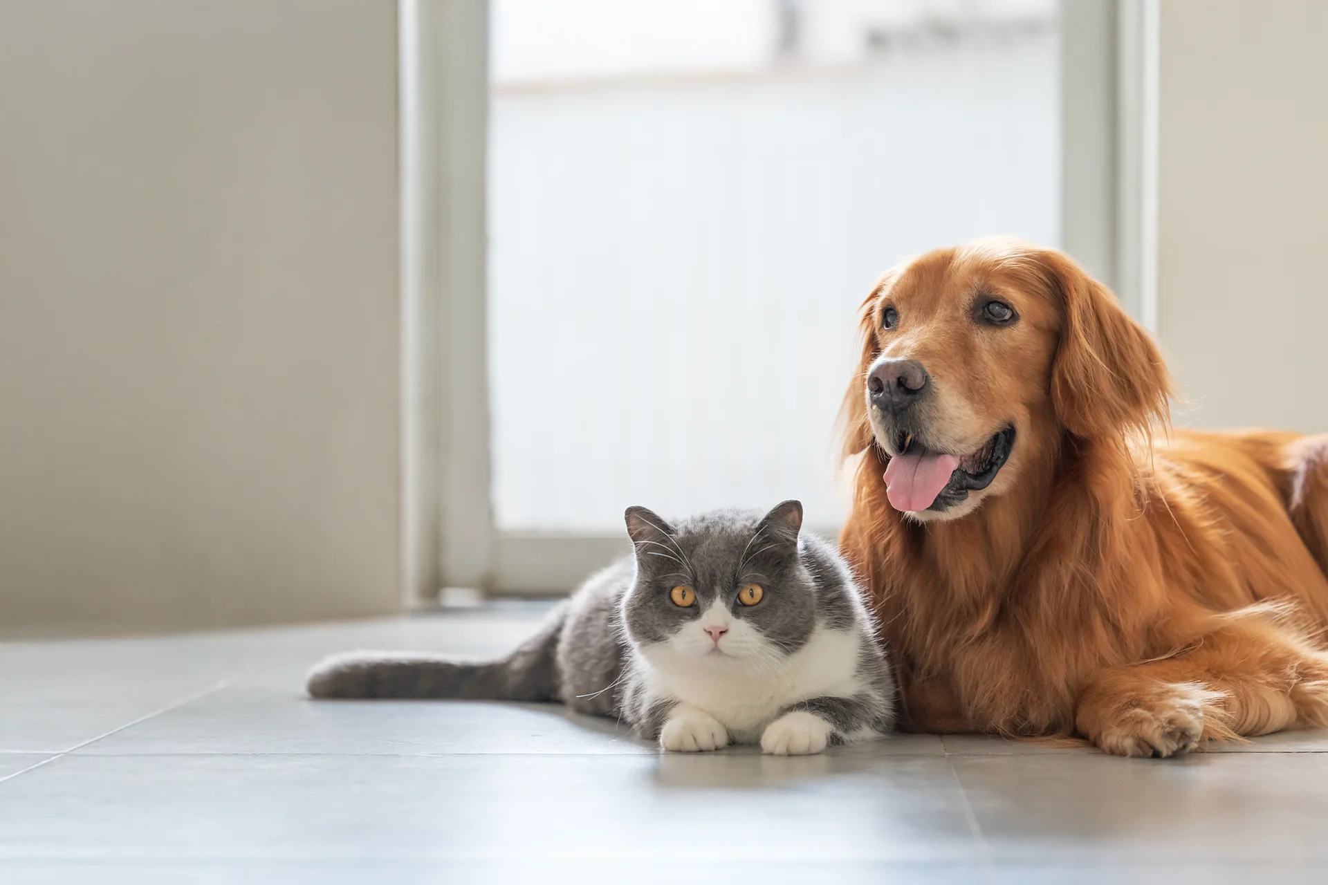 Specialized Care For Every Species: What Animal Hospitals Offer Beyond Dogs And Cats