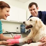 Top Tips For Choosing The Right General Veterinarian For Your Furry Friend