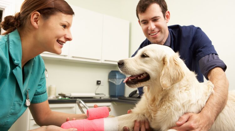 Top Tips For Choosing The Right General Veterinarian For Your Furry Friend