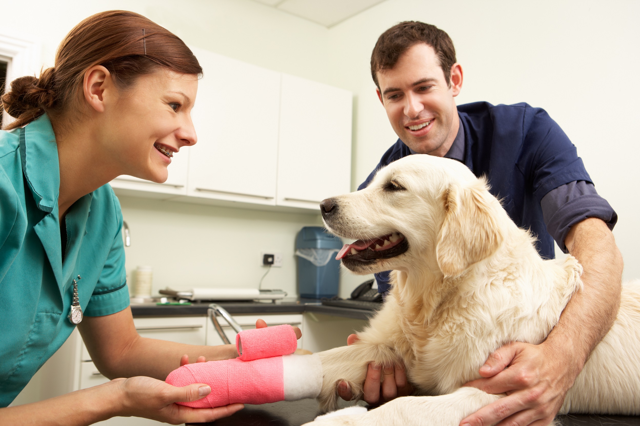 Top Tips For Choosing The Right General Veterinarian For Your Furry Friend